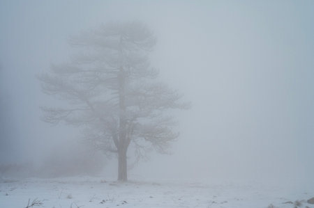 Lonely Tree in Snowy Winter Landscape, Cold Mountain Backgroundの写真素材