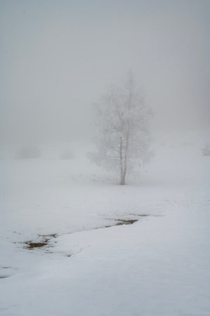 Lonely Tree in Snowy Winter Landscape, Cold Mountain Backgroundの写真素材
