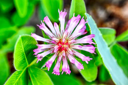 macro shot of wild flower in the wildernessの写真素材