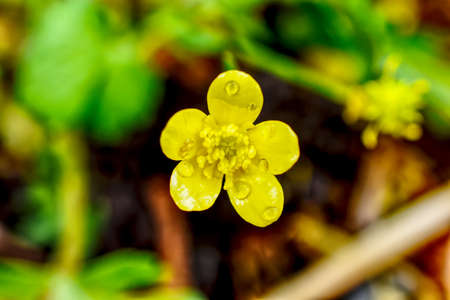 flower after the rainの写真素材