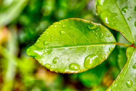 leaf after the rain