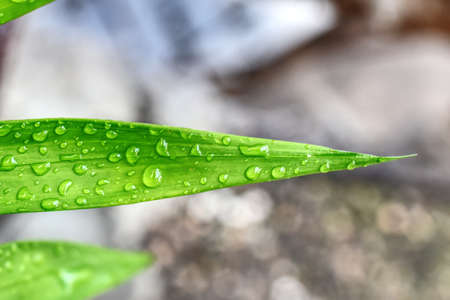 leaf after the rain
