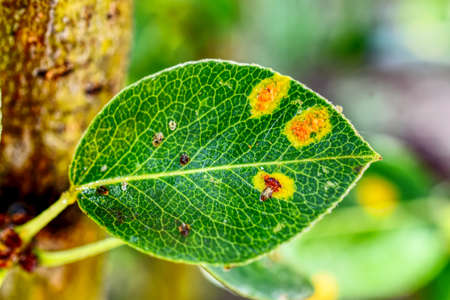 leaf with dark and yellow spotsの写真素材