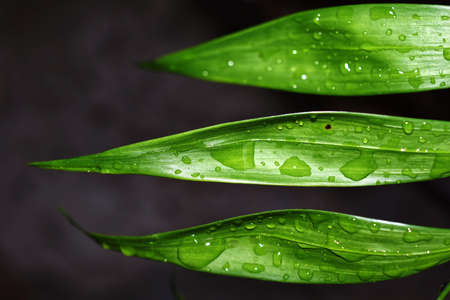 leaf after the rain