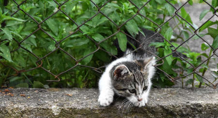 kitten crossings the fences between two propertiesの写真素材