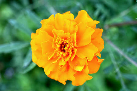 flower in my garden