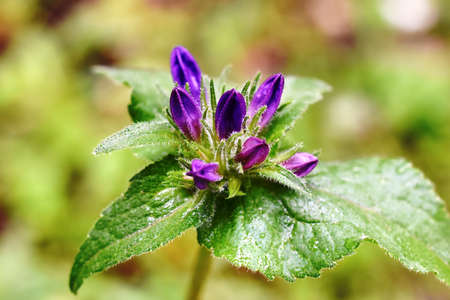 flower ready to bloomの写真素材