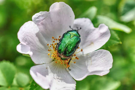 rosa canina flower with insect insideの写真素材