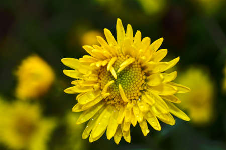 flower after the rain