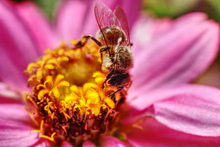 bee collecting pollen from calendula flowerの写真素材