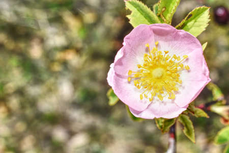 wild flower in the wildernessの写真素材
