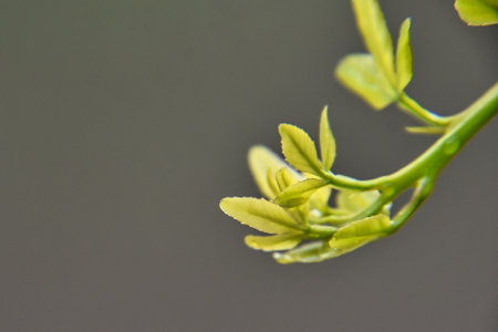green leaves on a black background, macro photo, narrow depth of fieldの写真素材