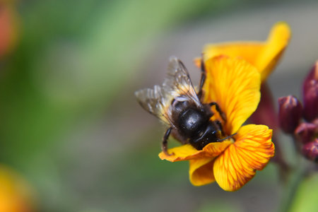 Bee on a yellow flower collecting nectar. Shallow depth of field