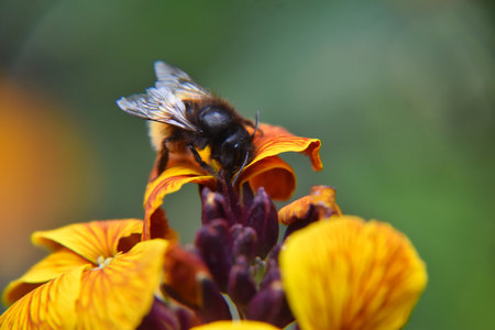 Bumblebee on a flower in the garden. Shallow depth of field