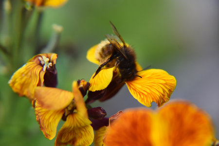 Bumblebee collecting pollen from an orange pansy flower in the garden