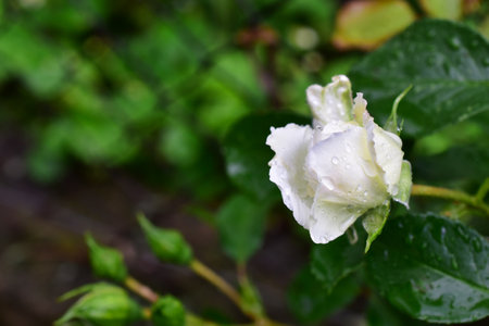 White rose with drops of water after rain on a blurred background.の写真素材