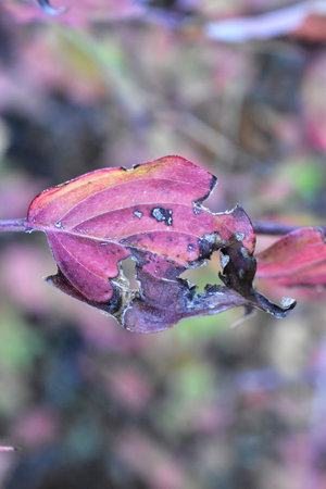 Red leaves of a bush with holes in the ground, close-up