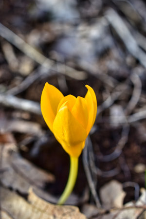yellow crocus flower in early spring on a blurred background of dry leavesの写真素材