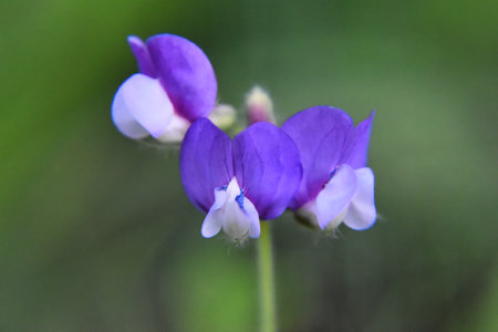 Vicia cracca, common vetch (Vicia cracca)