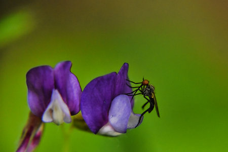 Fly on a purple flower on a green background. Close-upの写真素材