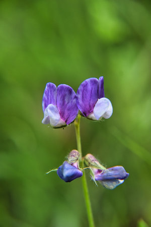 Vicia cracca, common sweet pea (Lathyrus cracca)