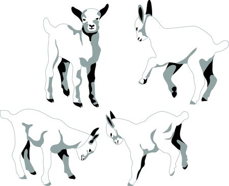 young goatsのイラスト素材