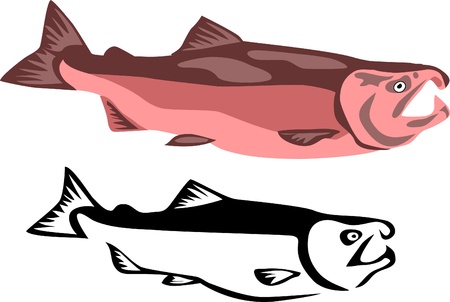 salmon fishのイラスト素材