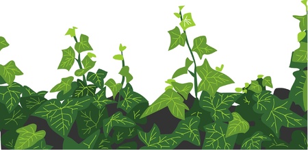 creeping ivyのイラスト素材