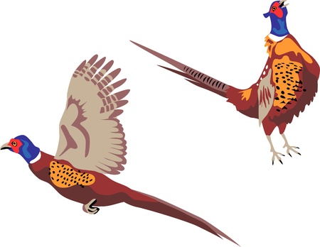 ring necked pheasant flying and crowingのイラスト素材