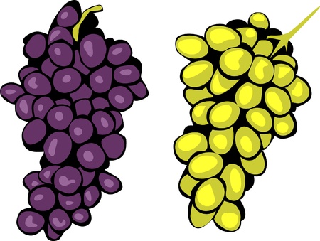 dark and green grapesのイラスト素材