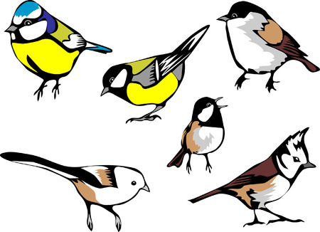 eurasian titsのイラスト素材