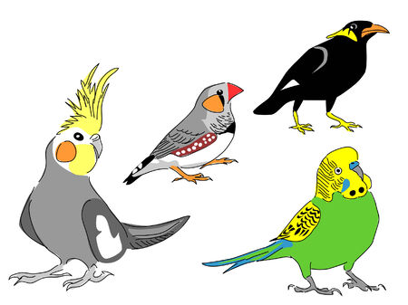 pet birdsのイラスト素材