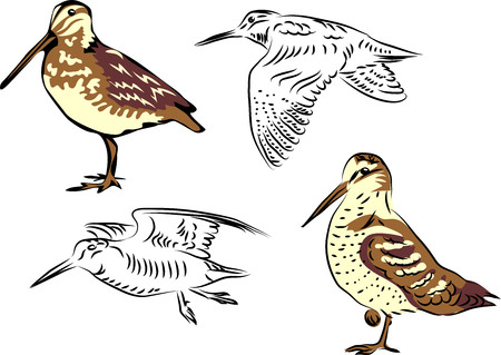 Woodcock vector illustrationのイラスト素材