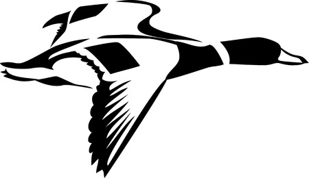 Flying wigeon isolated on whiteのイラスト素材