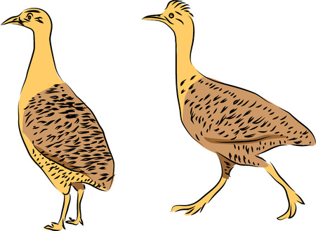 Tinamou birds icon on white background. Vector illustration.のイラスト素材