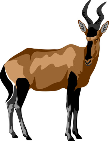 Red Hartebeest - color vector illustrationのイラスト素材