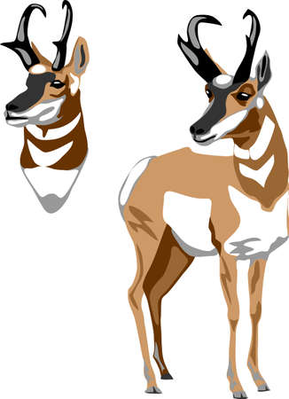 Pronghorn - vector illustrationのイラスト素材