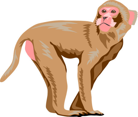 Macaque - vector illustrationのイラスト素材