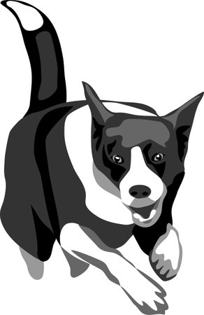 Border collie jumping - vector illustrationのイラスト素材