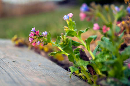 wildflowers, herbsの写真素材