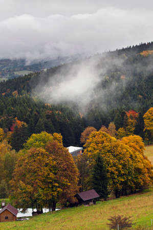 Morning on a hillside in the woods