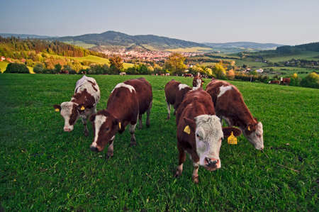 cows on pasture on the meadow above the cityの写真素材