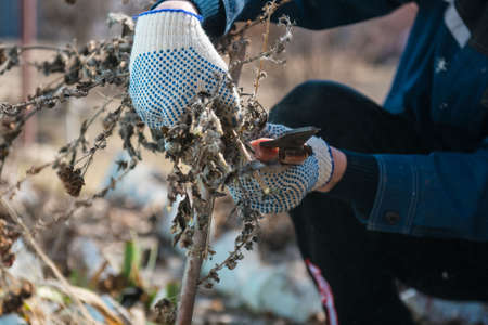 A man cuts off shrubs with a secateur