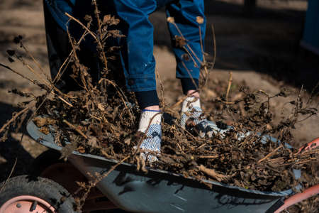 A man loads dry grass in a garden wheelbarrow