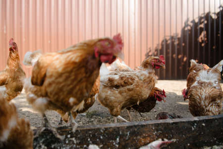 Feeding chickens in the barnyard. The person feeds the hens with grain. Chickens are eaten from the feedersの写真素材