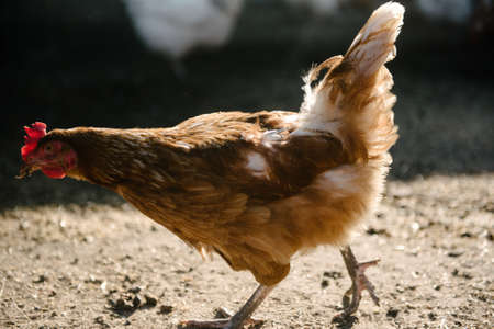 Feeding chickens in the barnyard. The person feeds the hens with grain. Chickens are eaten from the feedersの写真素材