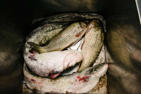 The cook cuts a large fish with a knife on the table in the kitchen close-up