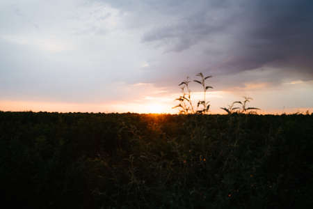 Landscape Of Green Wheat Field Under Scenic Summer Colorful Dramatic Sky In Sunset Dawn Sunrise. Skyline. Copyspace On Clear Sky.の写真素材