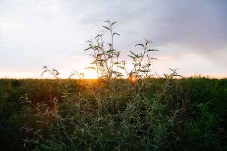 Landscape Of Green Wheat Field Under Scenic Summer Colorful Dramatic Sky In Sunset Dawn Sunrise. Skyline. Copyspace On Clear Sky.の写真素材