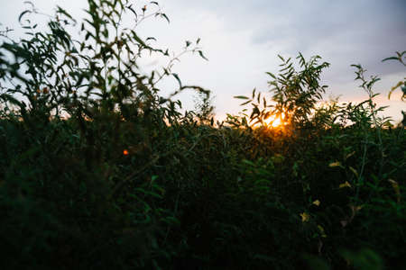 Landscape Of Green Wheat Field Under Scenic Summer Colorful Dramatic Sky In Sunset Dawn Sunrise. Skyline. Copyspace On Clear Sky.の写真素材